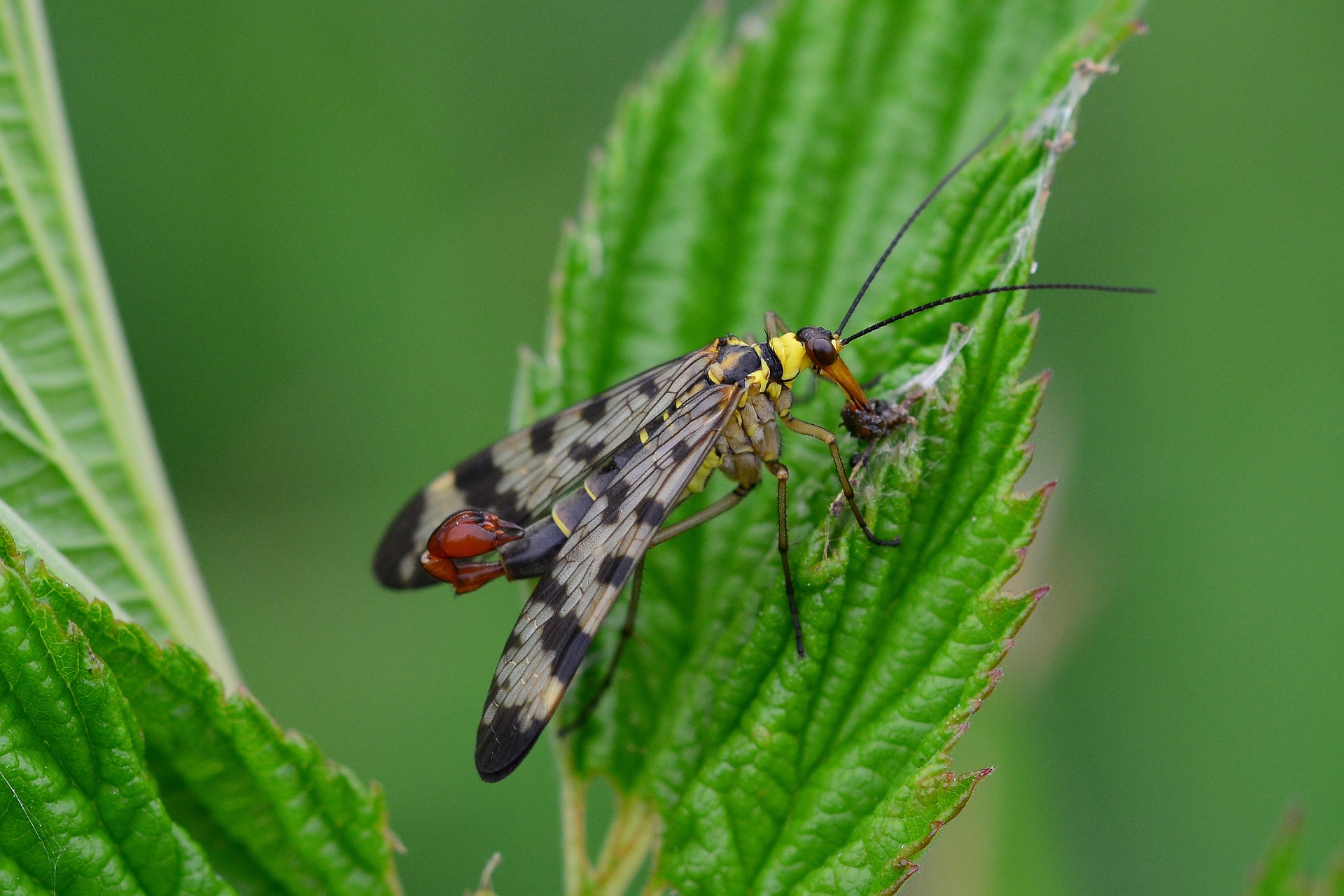 When a male scorpion fly approaches a female, he presents her with a ...