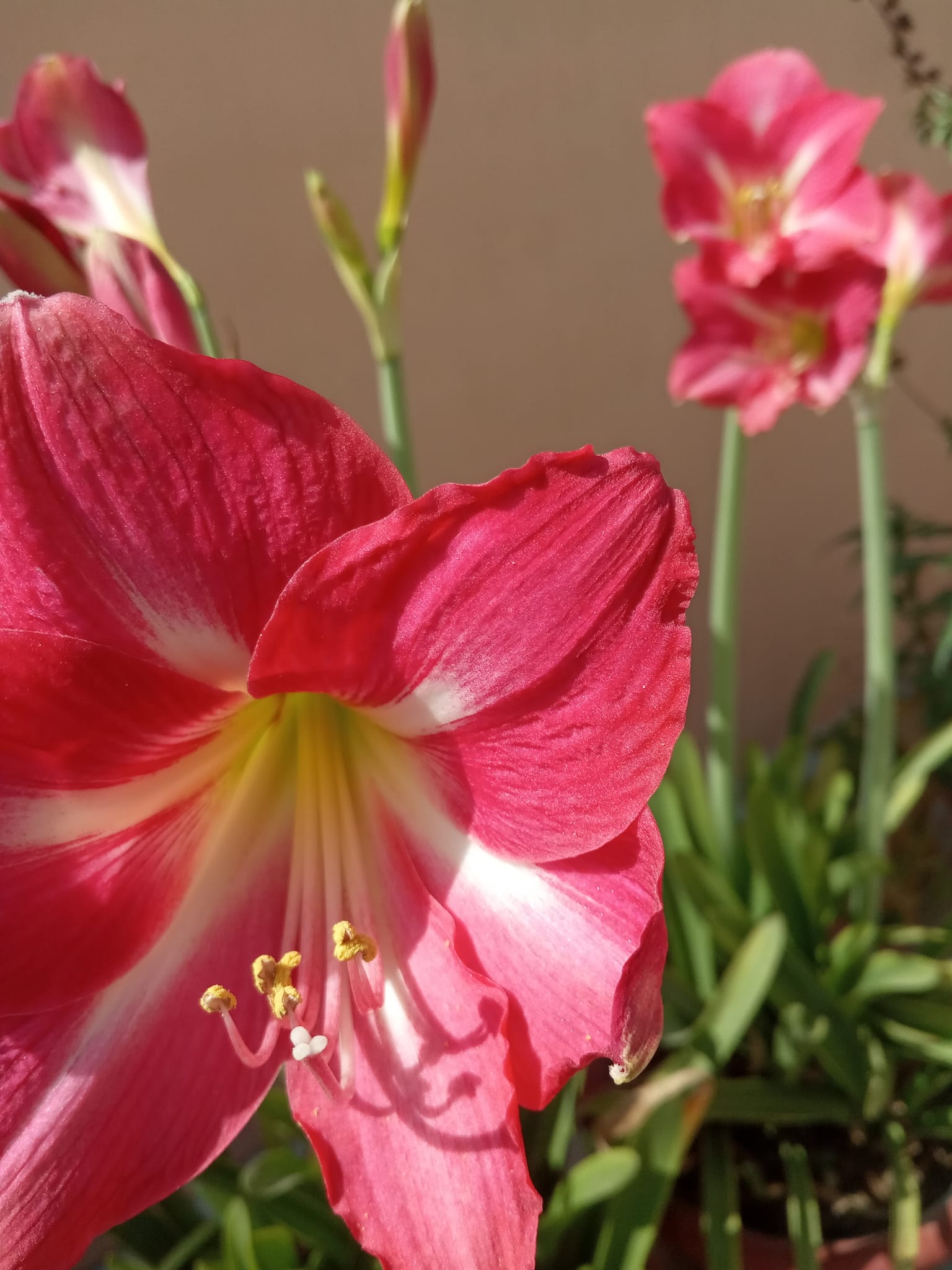 Lilium lily genus in Liliaceae family