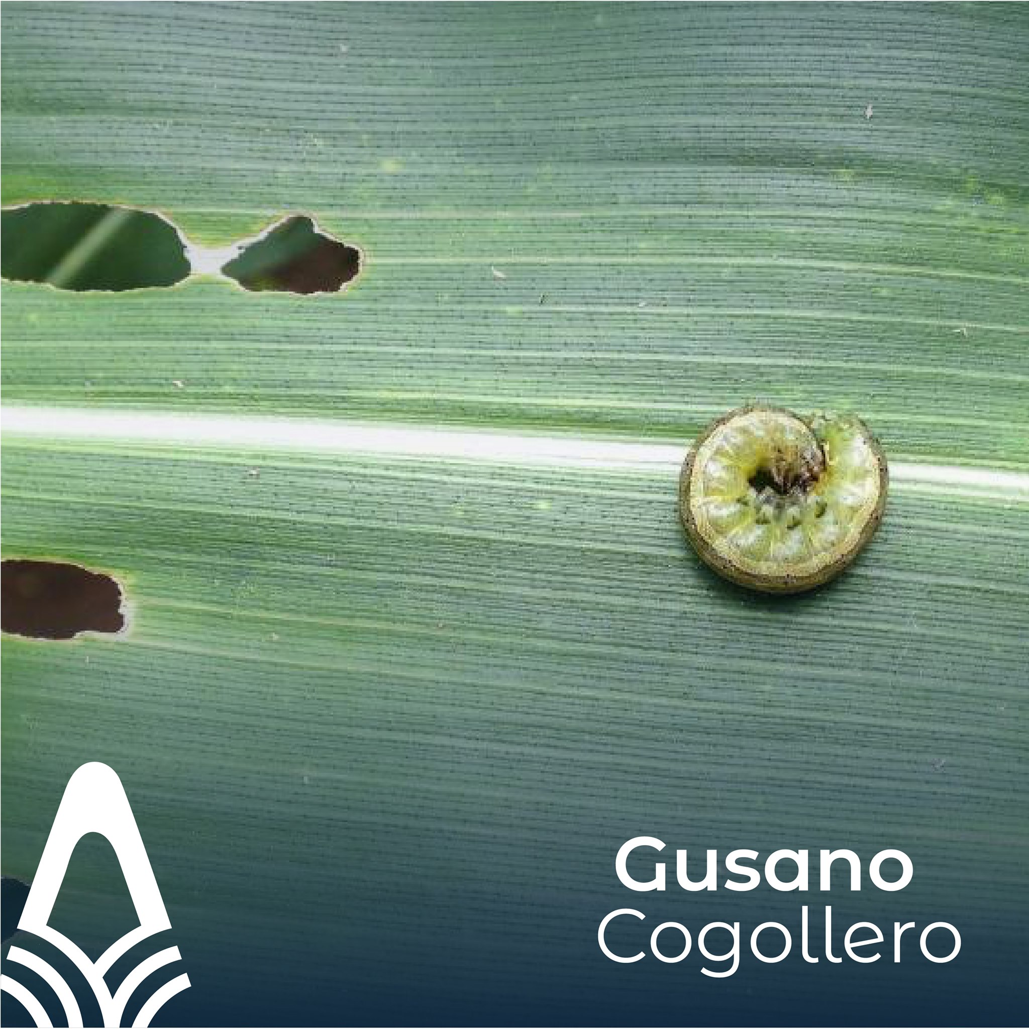 Agromat S.A - La Spodoptera frugiperda también conocida... | Facebook
