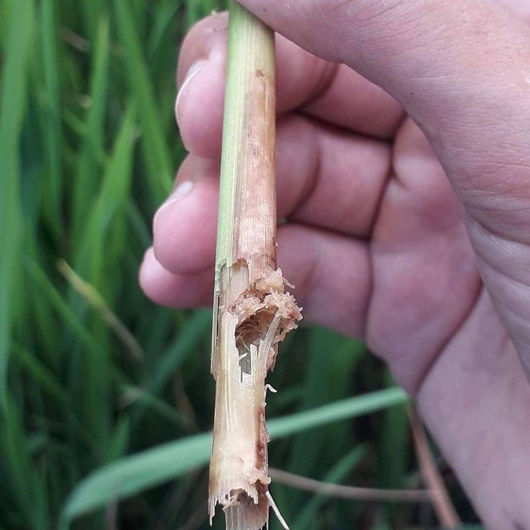 #Rice_stem_Borer (Schirophaga... - Agro Science Blog | Facebook