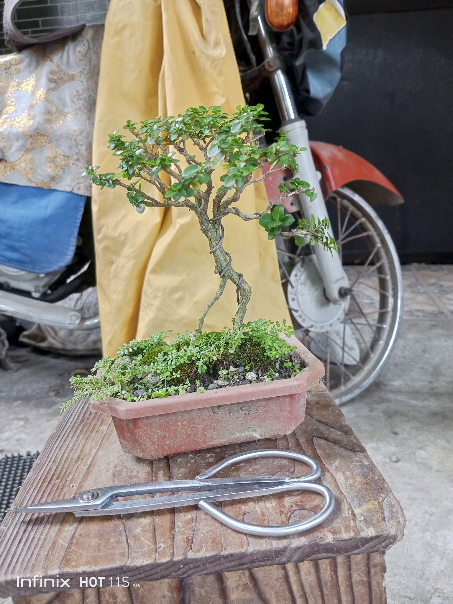 This is premna microphylla also nkown as argao taiwan