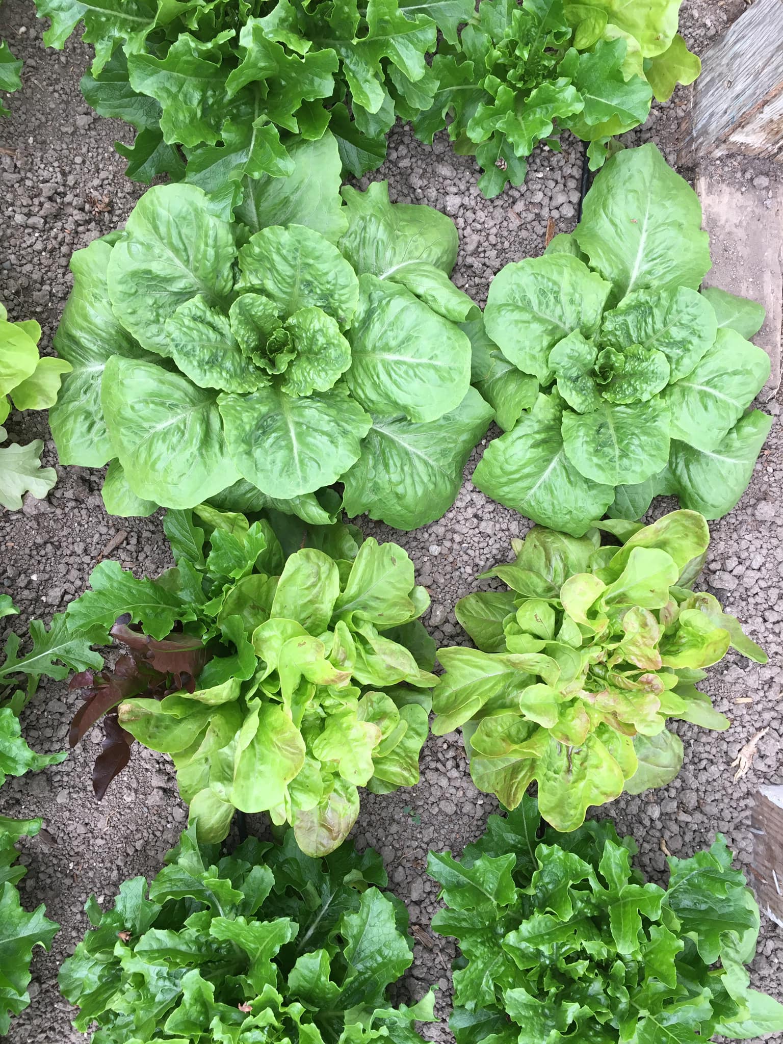 We are super excited to announce... - Hell’s Half Acre Farms | Facebook