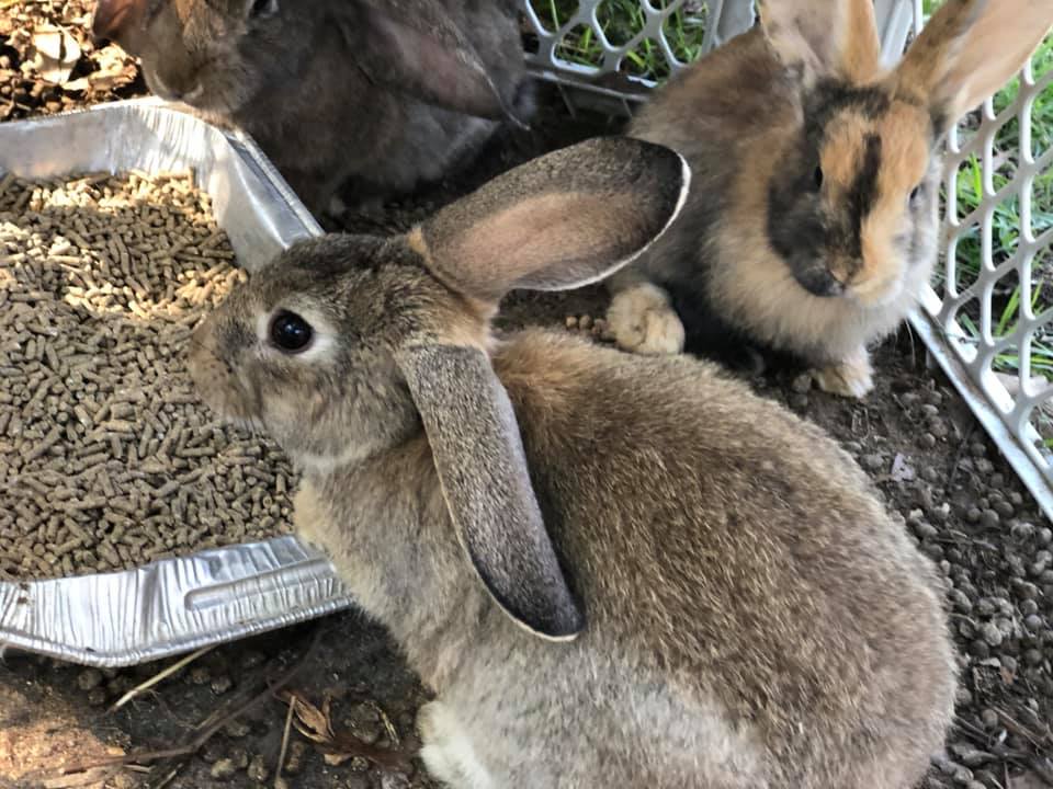These English lop/Flemish mixed... - Sandy Ridge Rabbits
