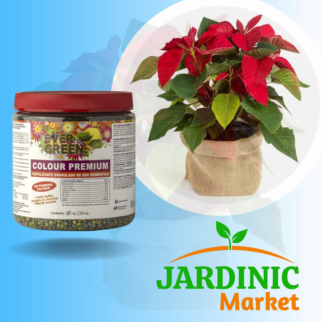Jardinic - Un símbolo de la Navidad bastante popular es la flor de ...