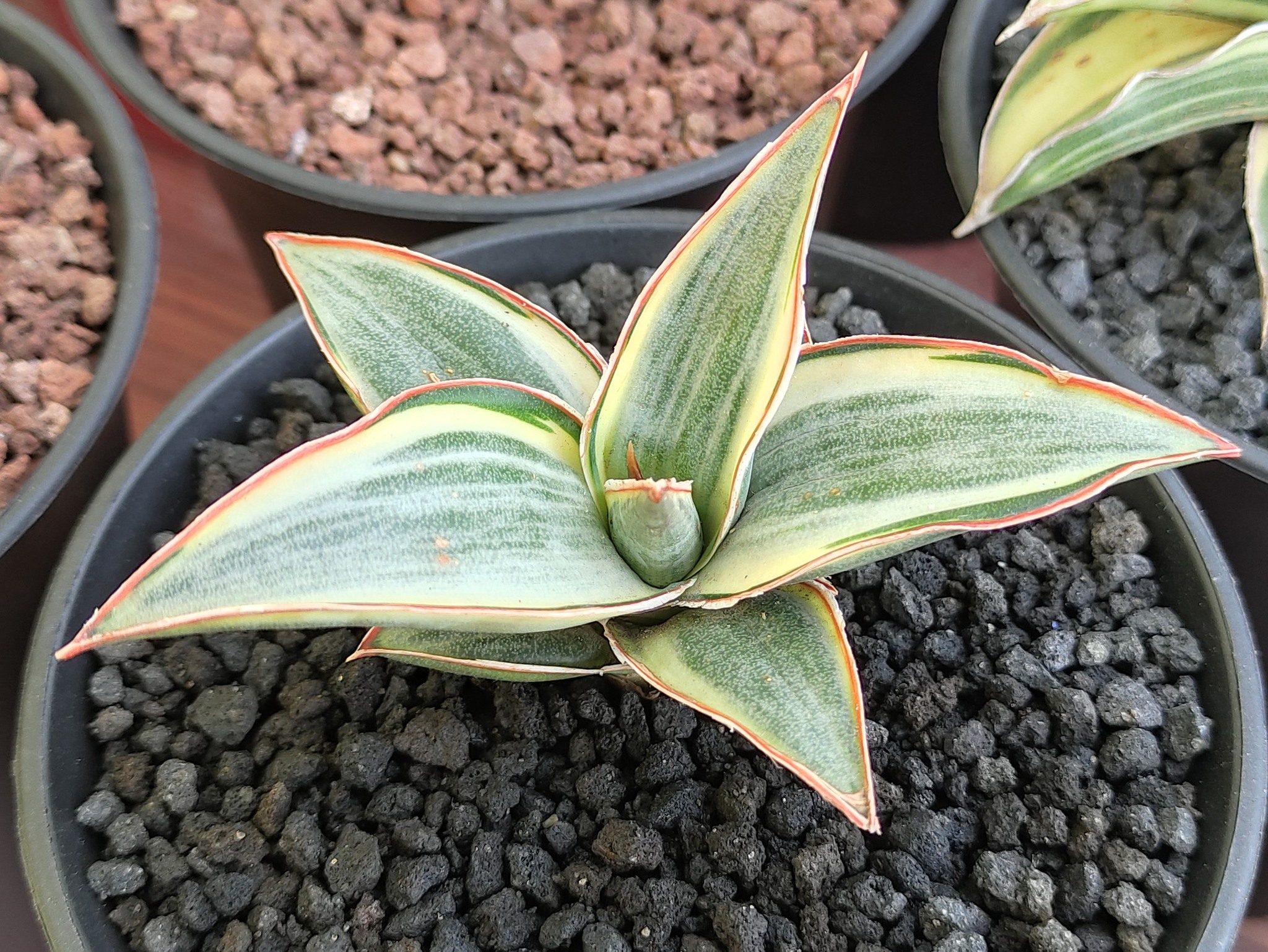 Tiger Blue V. #ohmyplants #sansevieria #sansevierialovers