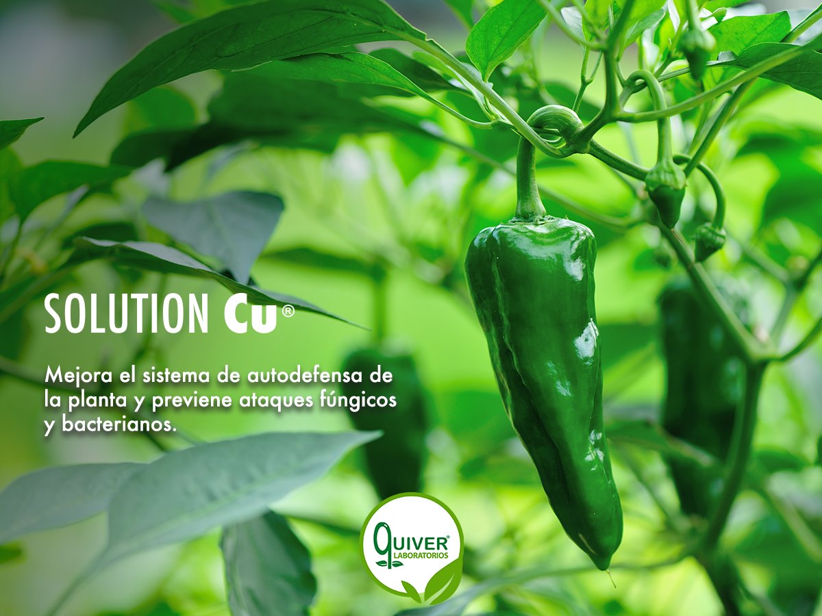 Solution CU® es uno de nuestros... - Laboratorios Quiver | Facebook