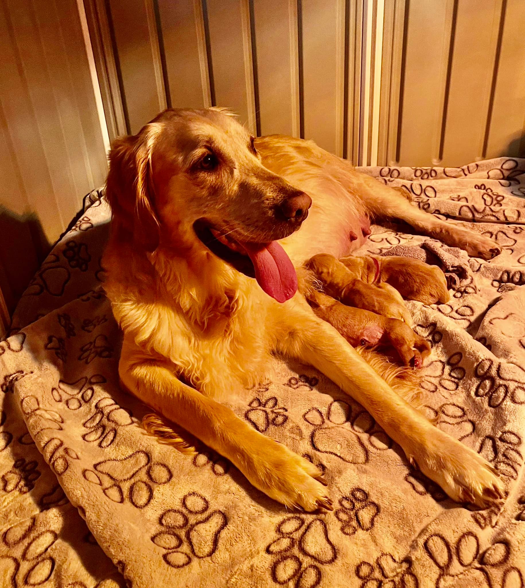 Our beautiful... - Retriever Ranch- Golden Retriever Puppies