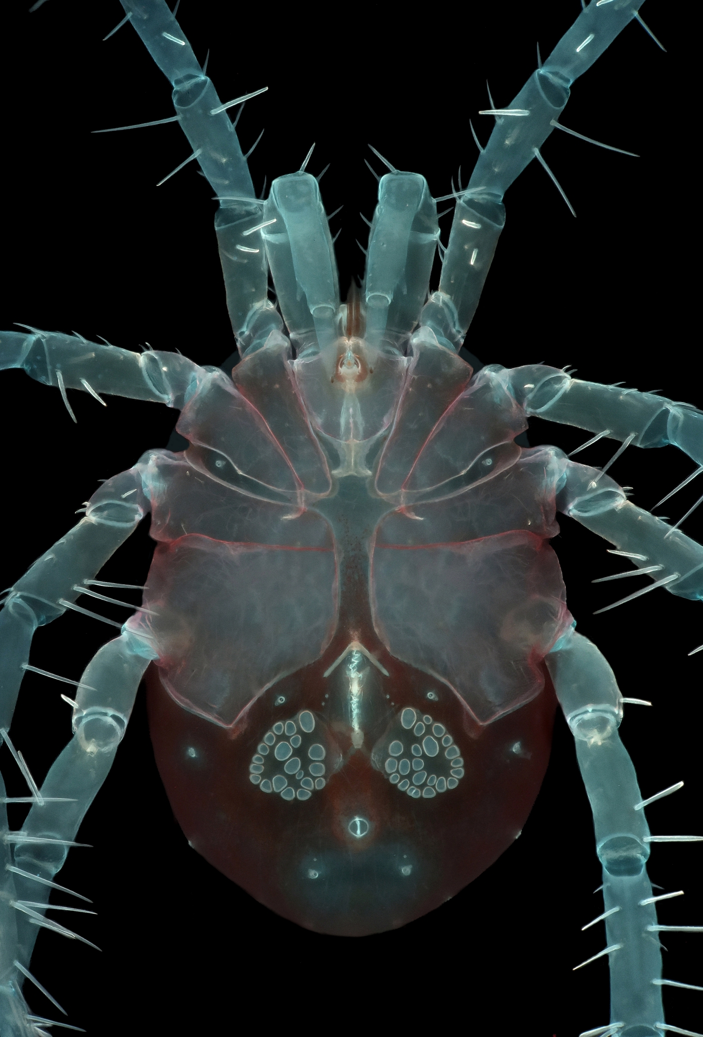 Amateur Microscopy | Watert mite (ob. 6,3 and 4X) | Facebook