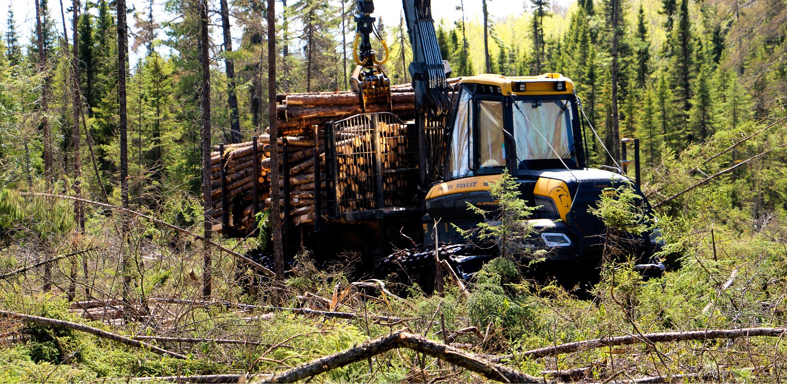 Logging - Quebec's Christian Roy followed a steady path toward becoming ...