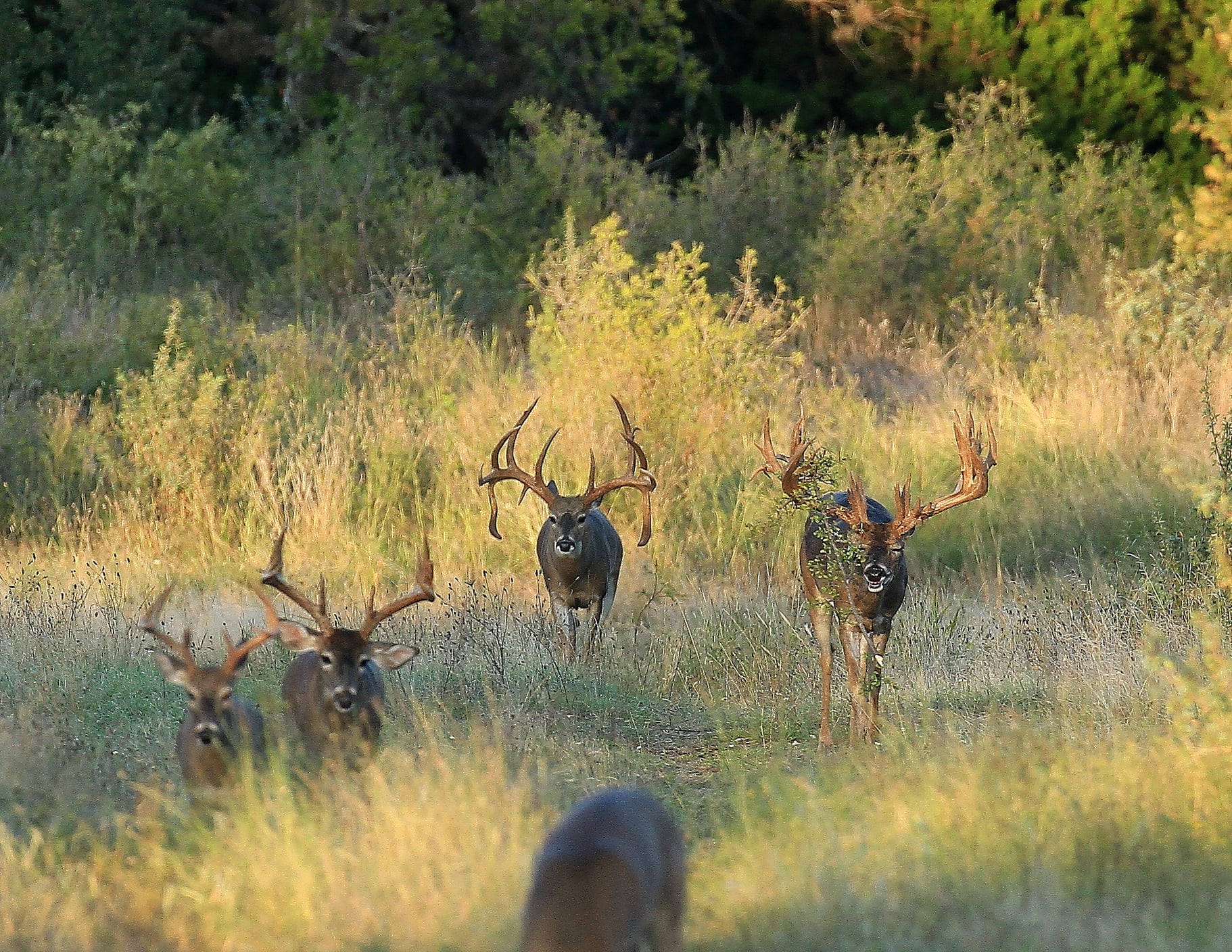 Triple AAA&J Ranch