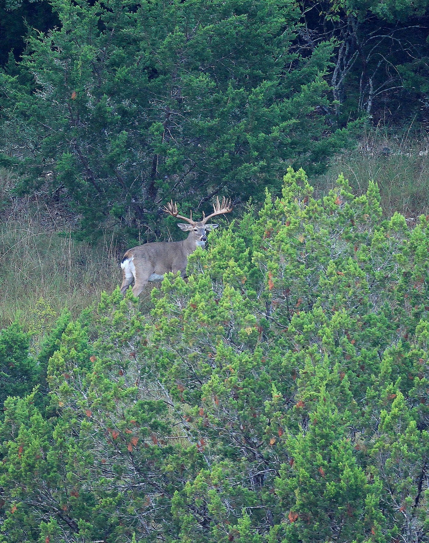 Triple AAA&J Ranch