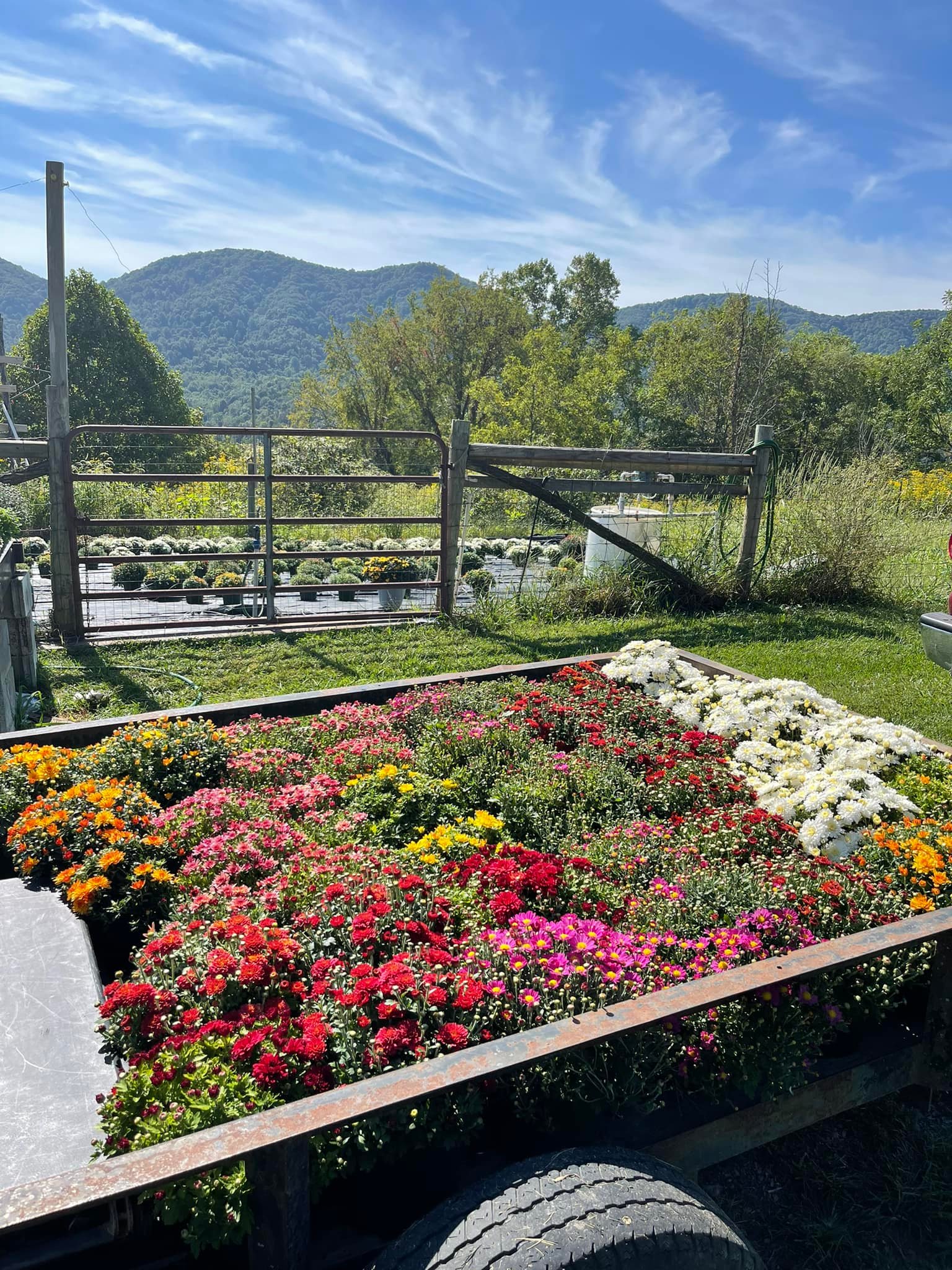 Tater Ridge Farm | Lebanon VA
