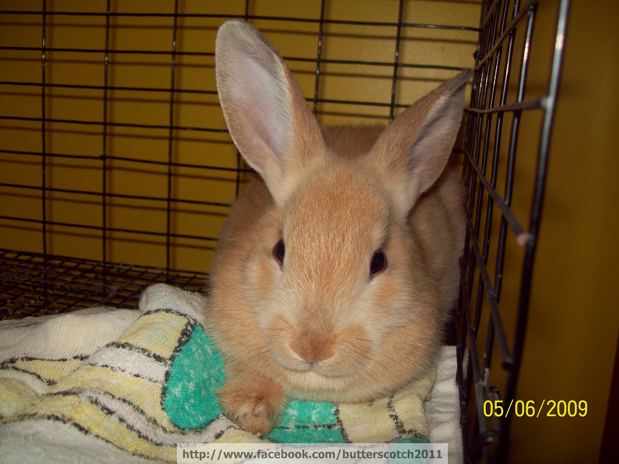 Butterscotch (The Rabbit)