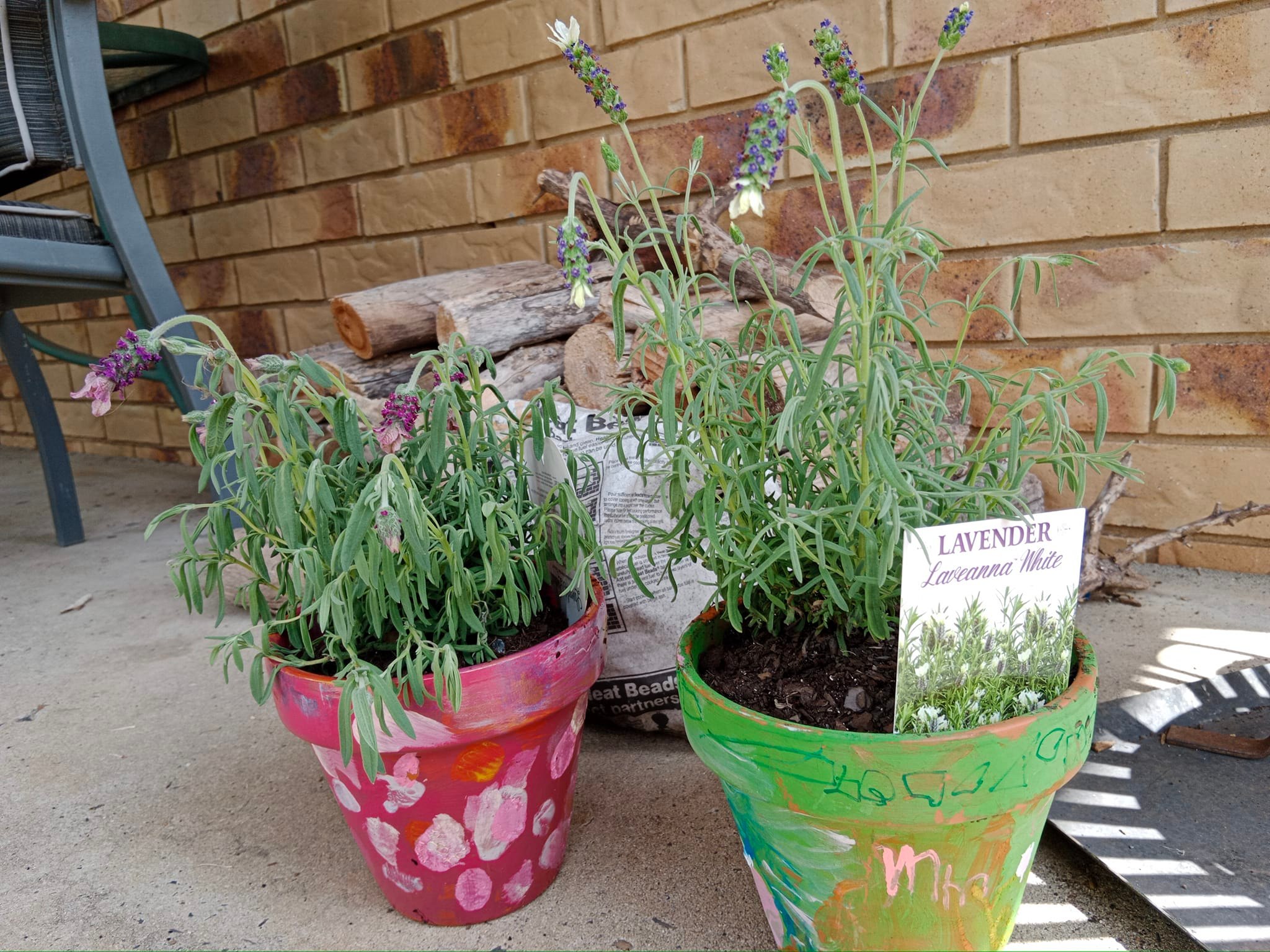 Little gardener in new lavender pants 🪻🪻