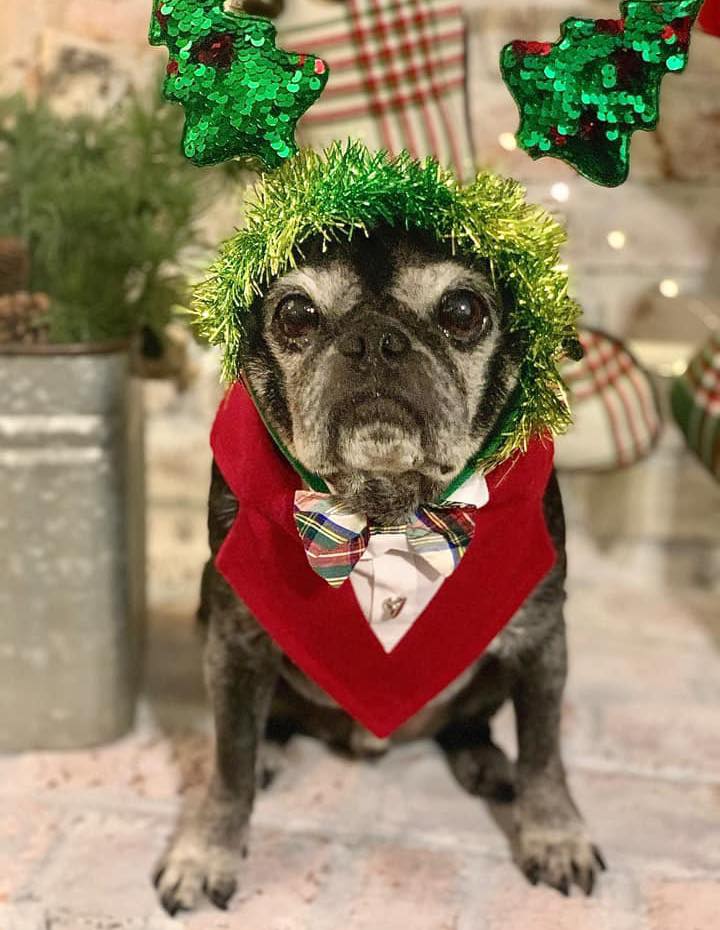 pugs dressed up for christmas pug in her Christmas jumper 🎅🏻 baby christmas pug