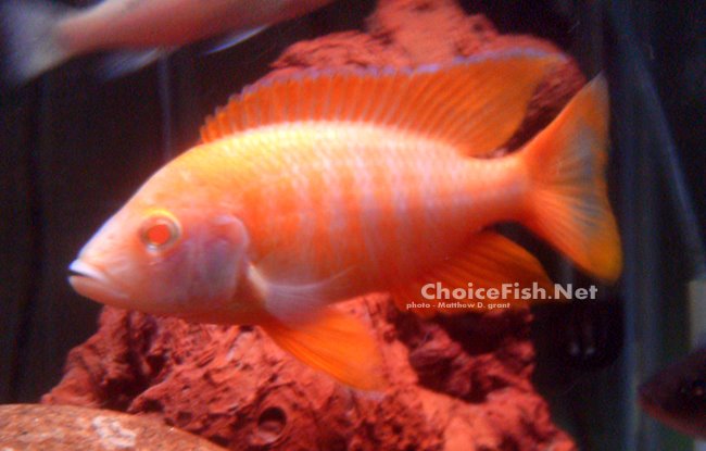 Choice Fish