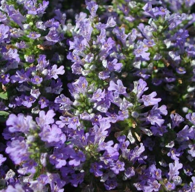 Mistu Jasmin