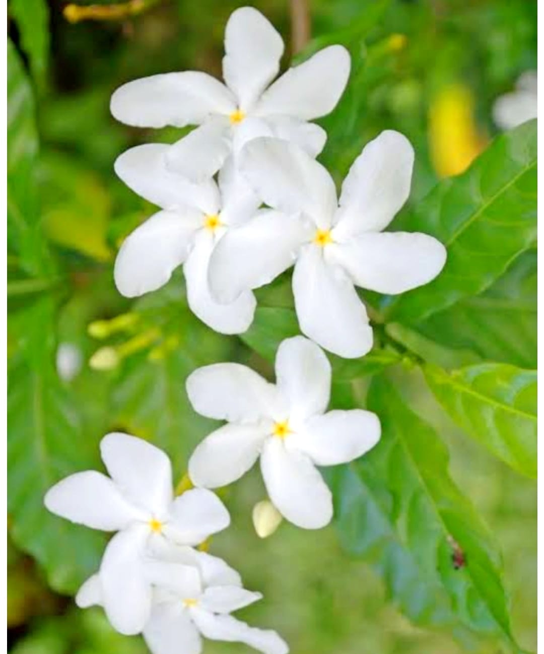 Mistu Jasmin