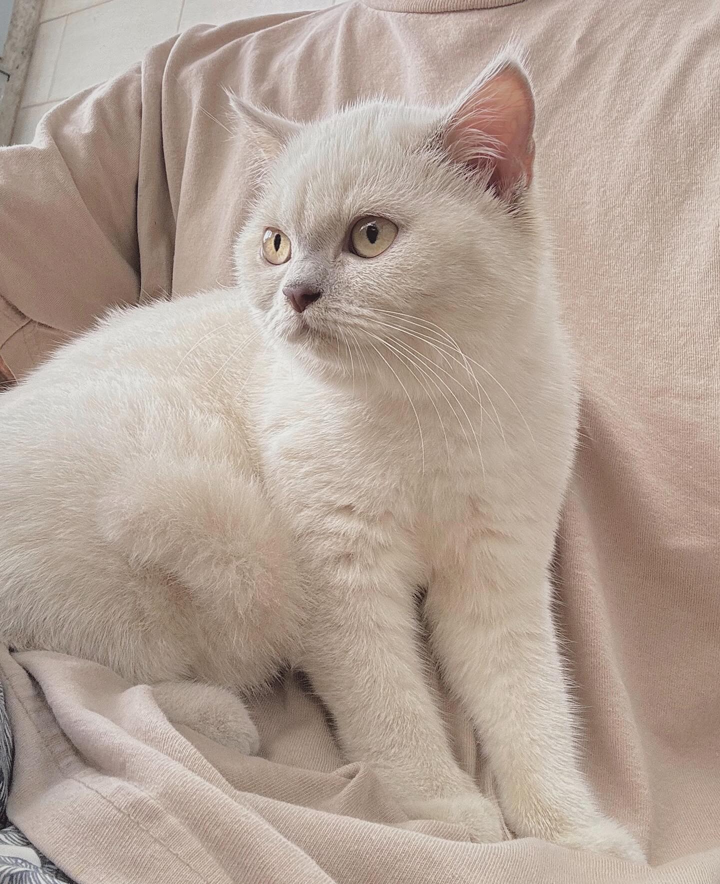 Cloud Cattery - Hi everyone meet Hailey! She's a...