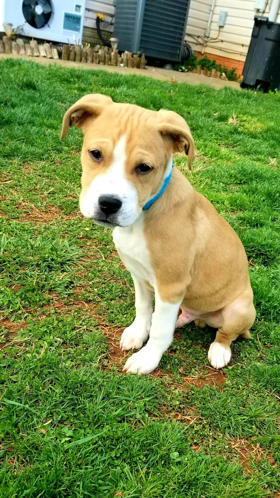Pics and names of the... - Blue Ridge Boxer Rescue