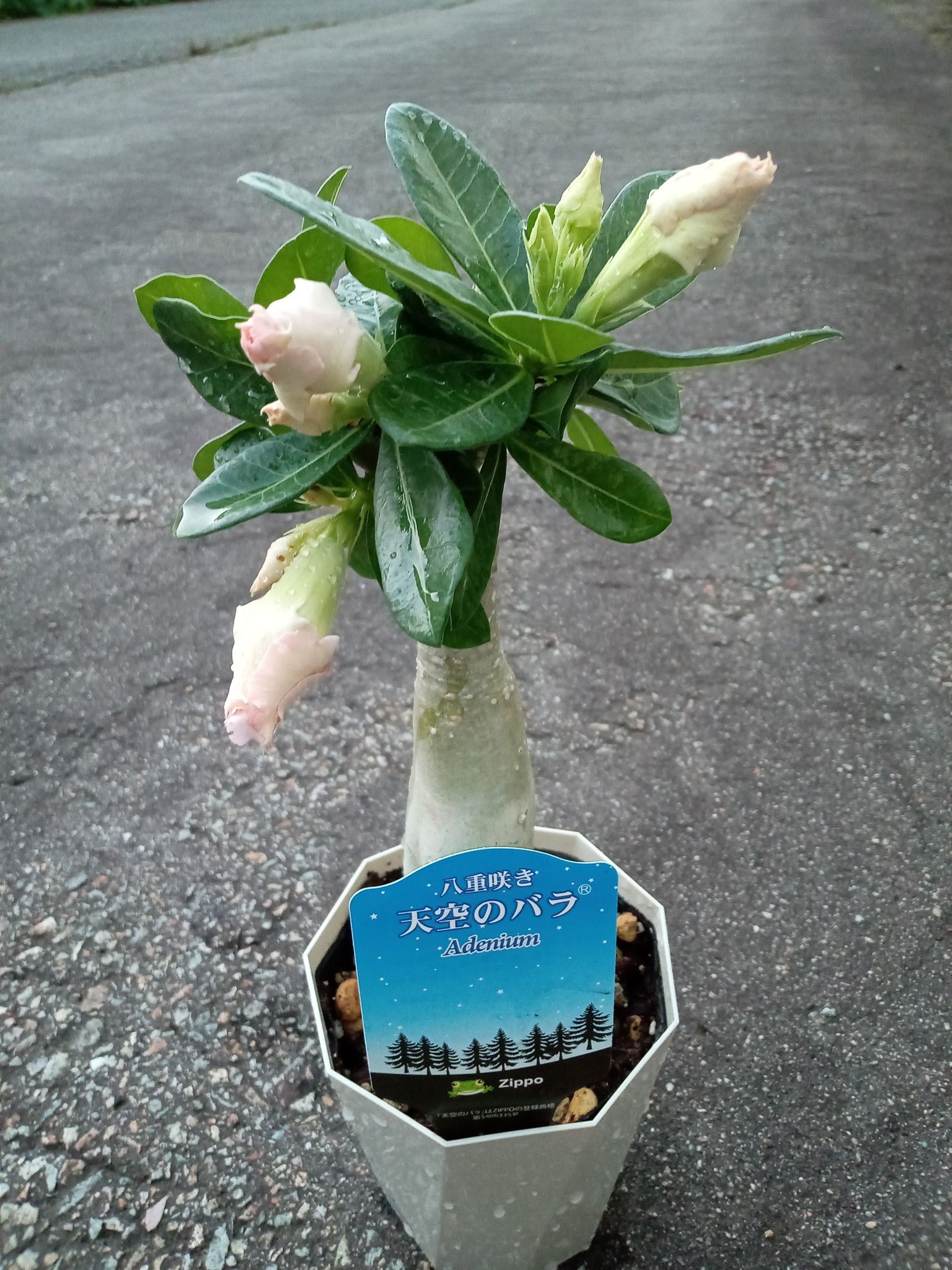 狭い花壇で巨大化した七福神を大きな鉢に植え替えました。 前に外した