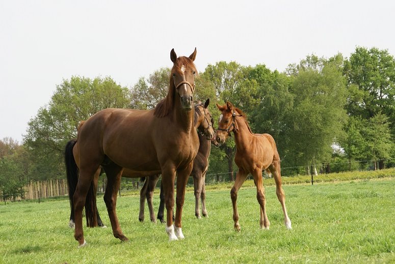 lto-paardenhouderij