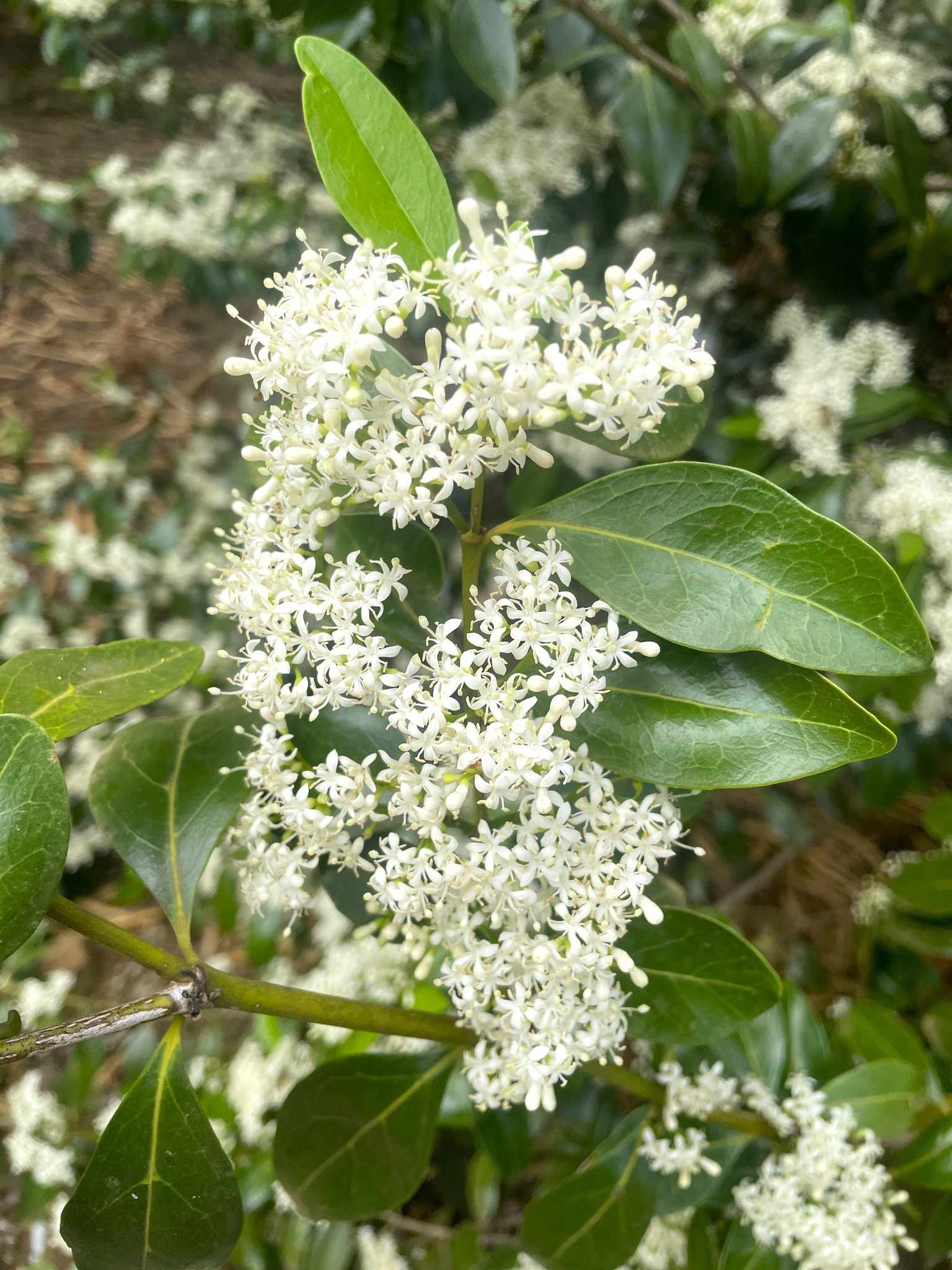 Psydrax odorata at Koko Crater Botanical Garden
