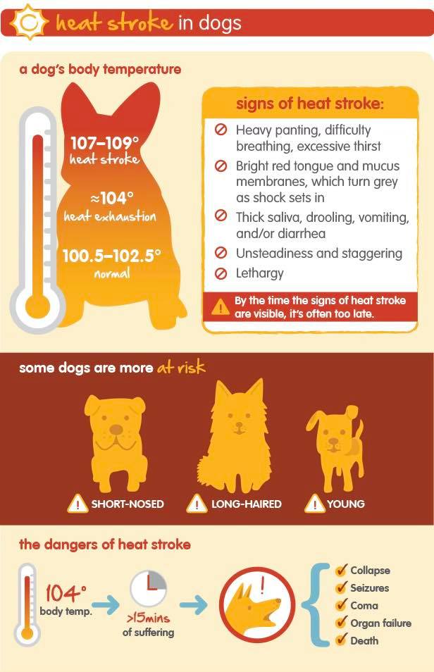 Northridge Veterinary Center - 🔥🥵☀️IT’S HOT ☀️🥵🔥 With the heat and ...