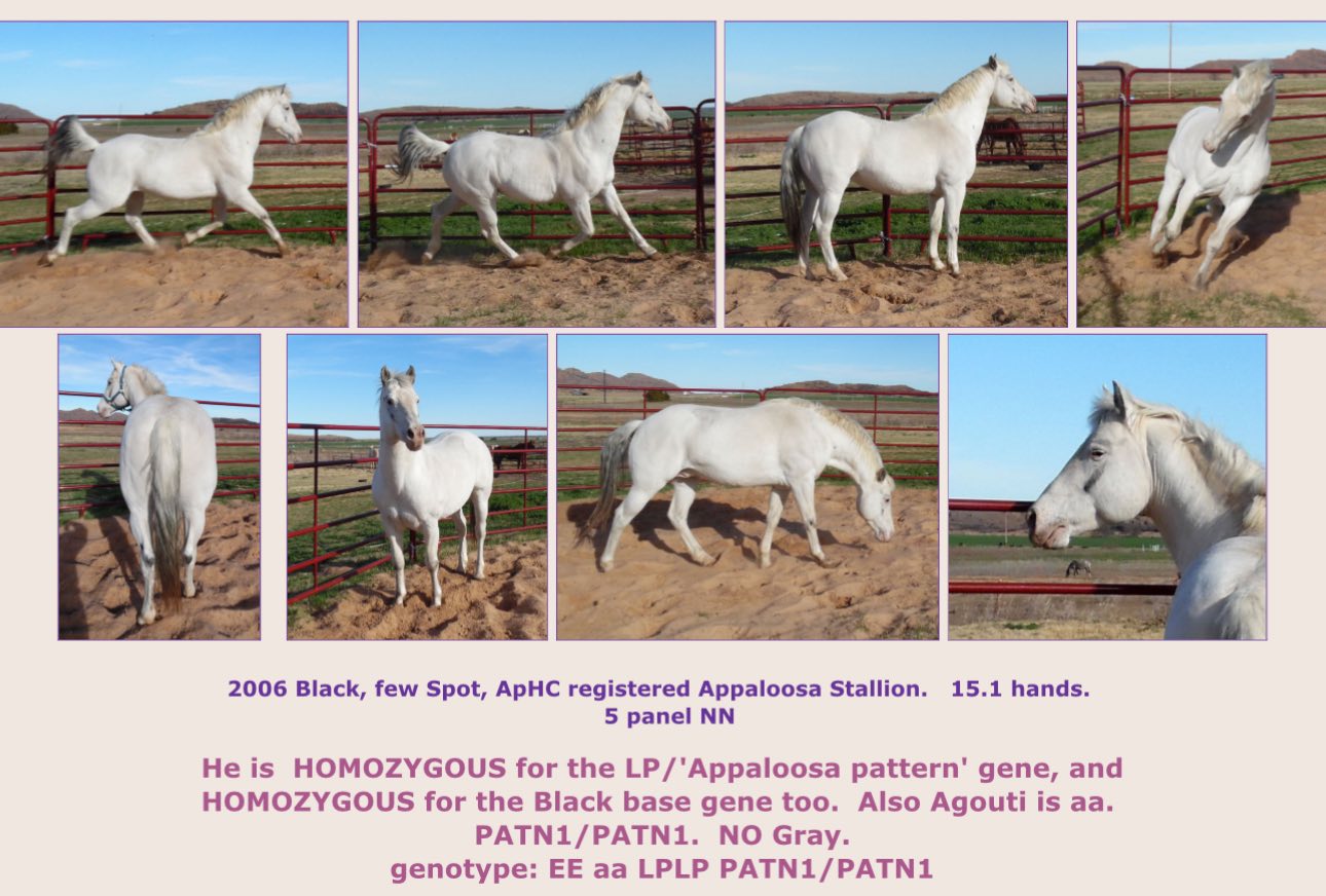 appaloosa horse | Facebook