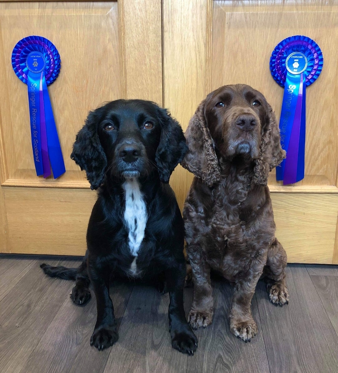 ♥️Virtual Best In Show♥️... - Springer Rescue for Scotland