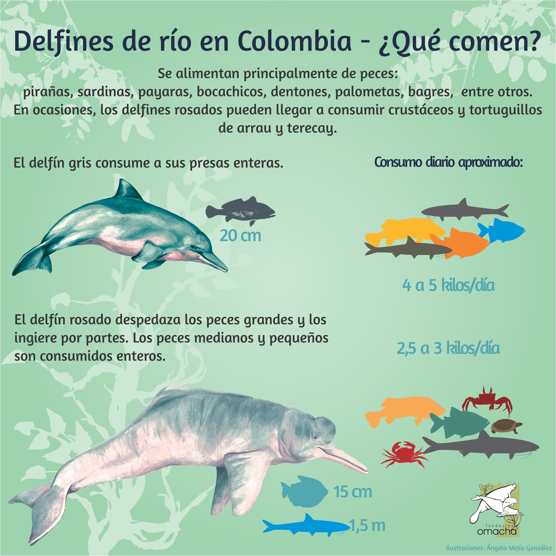 ¿Sabes quiénes son los delfines de río,... - Fundación Omacha | Facebook