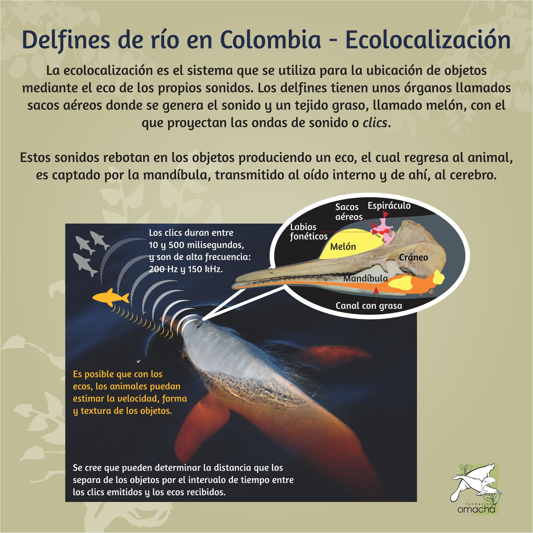 ¿Sabes quiénes son los delfines de río,... - Fundación Omacha | Facebook