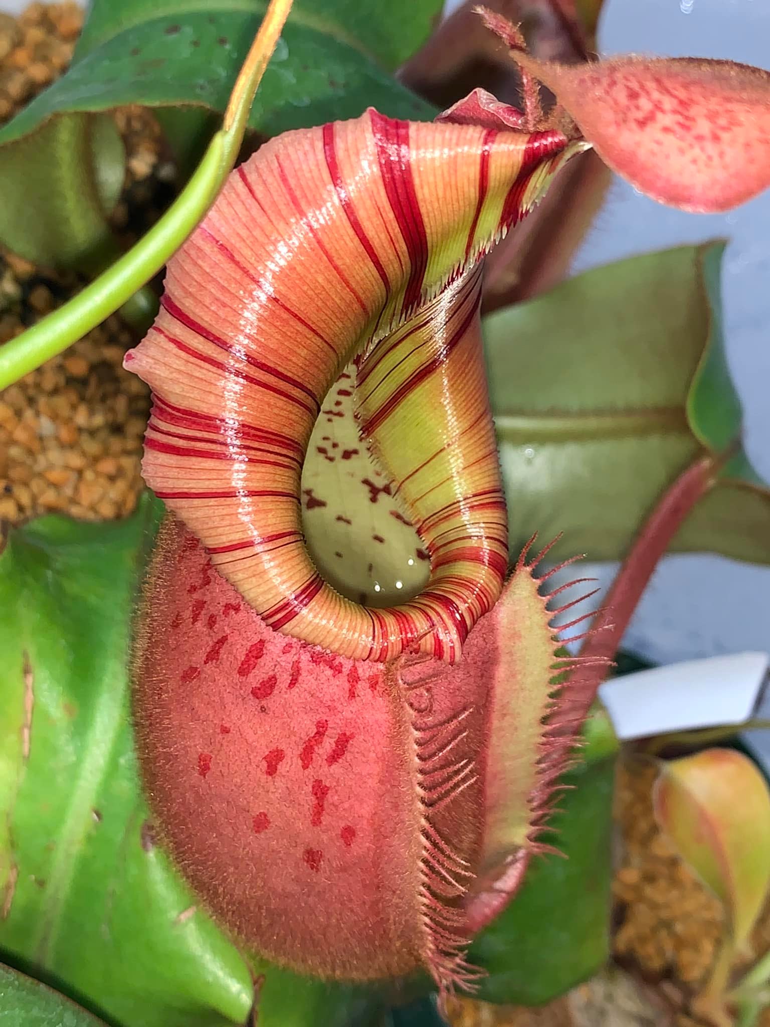 Nepenthes veitchii with intensely colored traps