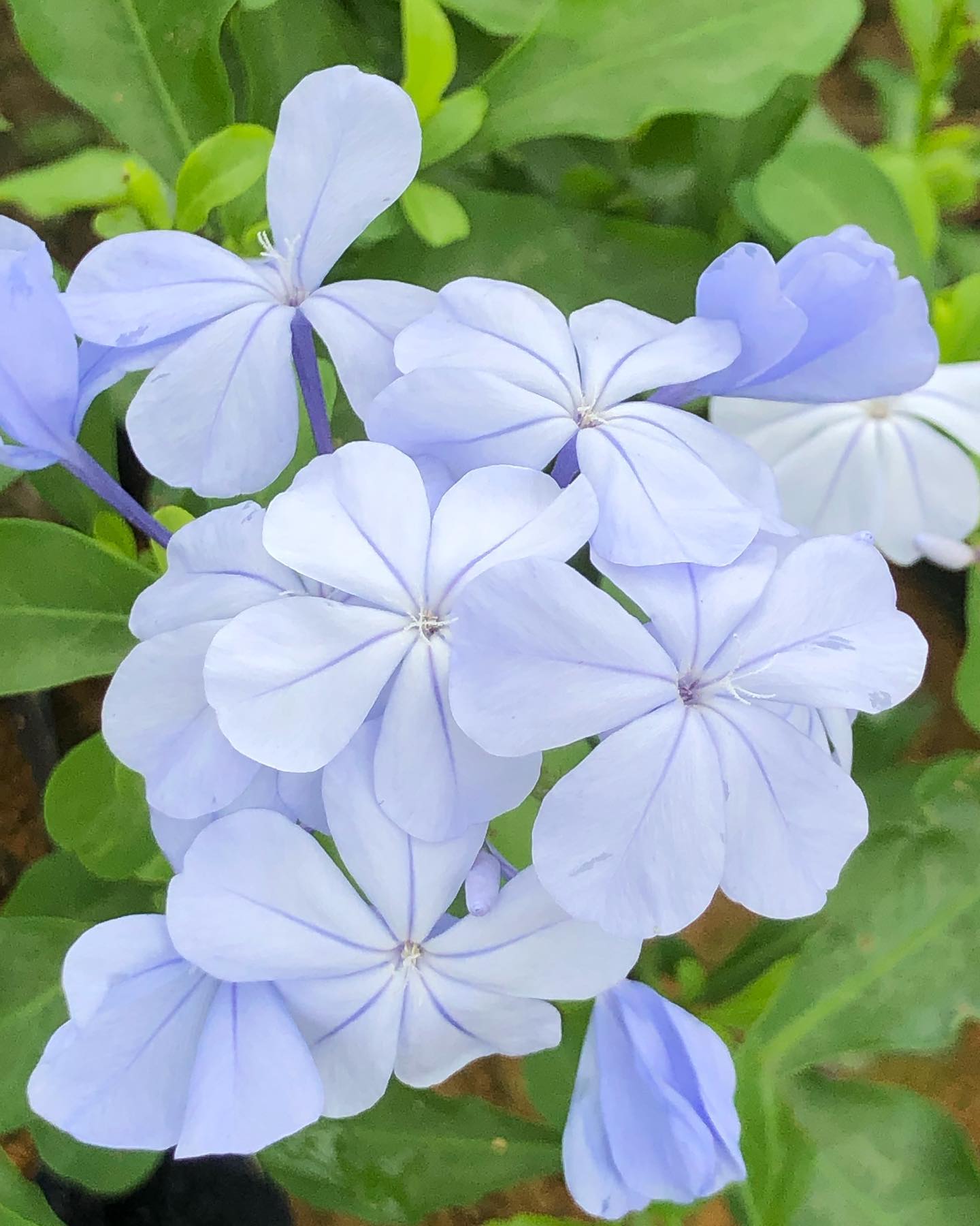 Purare Garden - Plumbago Auriculata is an evergreen shrub, often grown ...