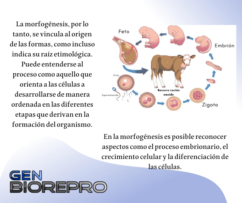 🔻 Morfogénesis... - Genética y Biotecnologías Reproductivas