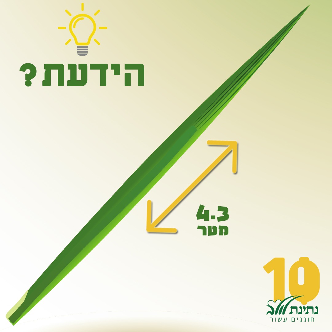 💙 הידעת: לולב בגובה... - כח צביקה - לזכר סרן צביקה קפלן ז