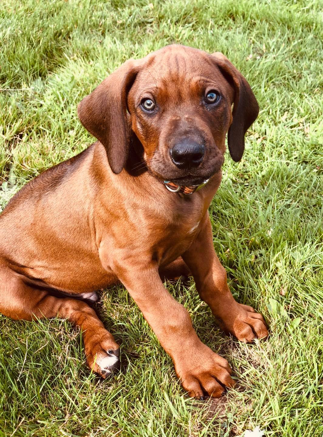 Introducing Zejak Luther The Lion 🦁... - zejakridgebacks.co