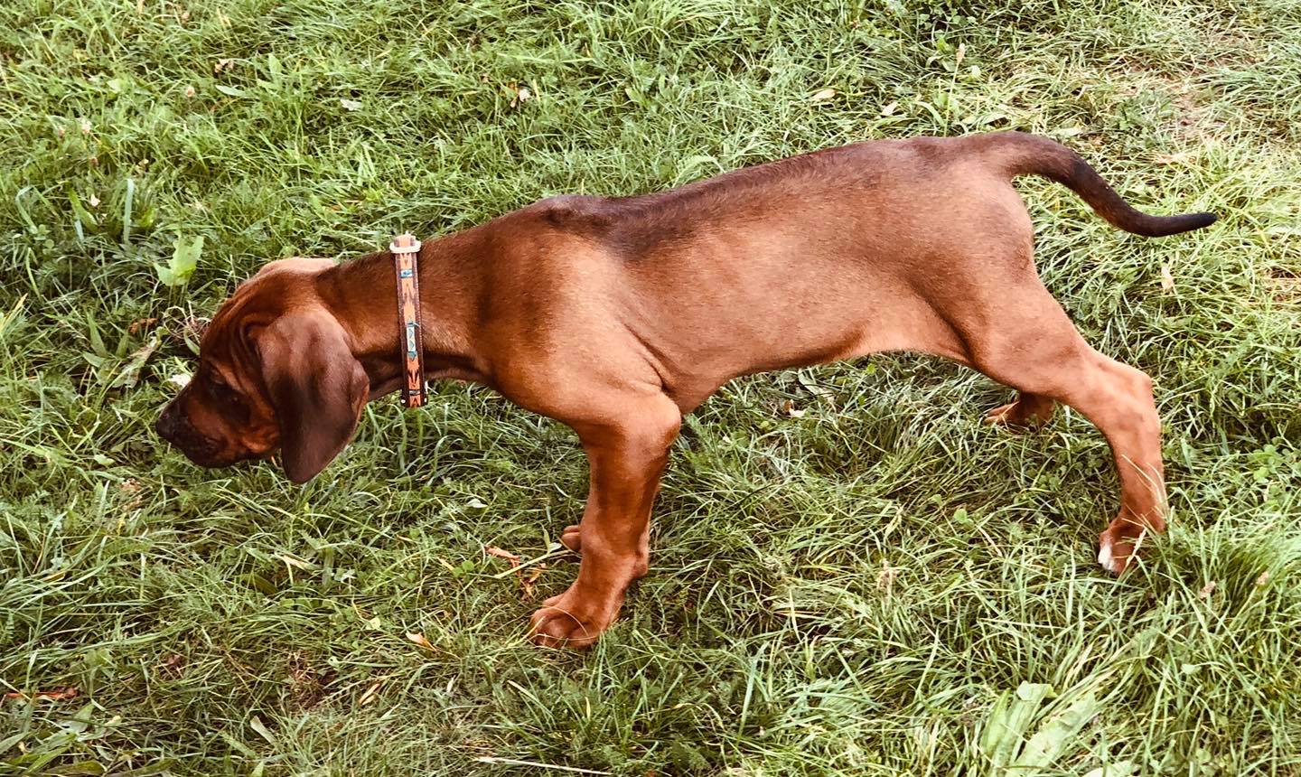 Introducing Zejak Luther The Lion 🦁... - zejakridgebacks.co