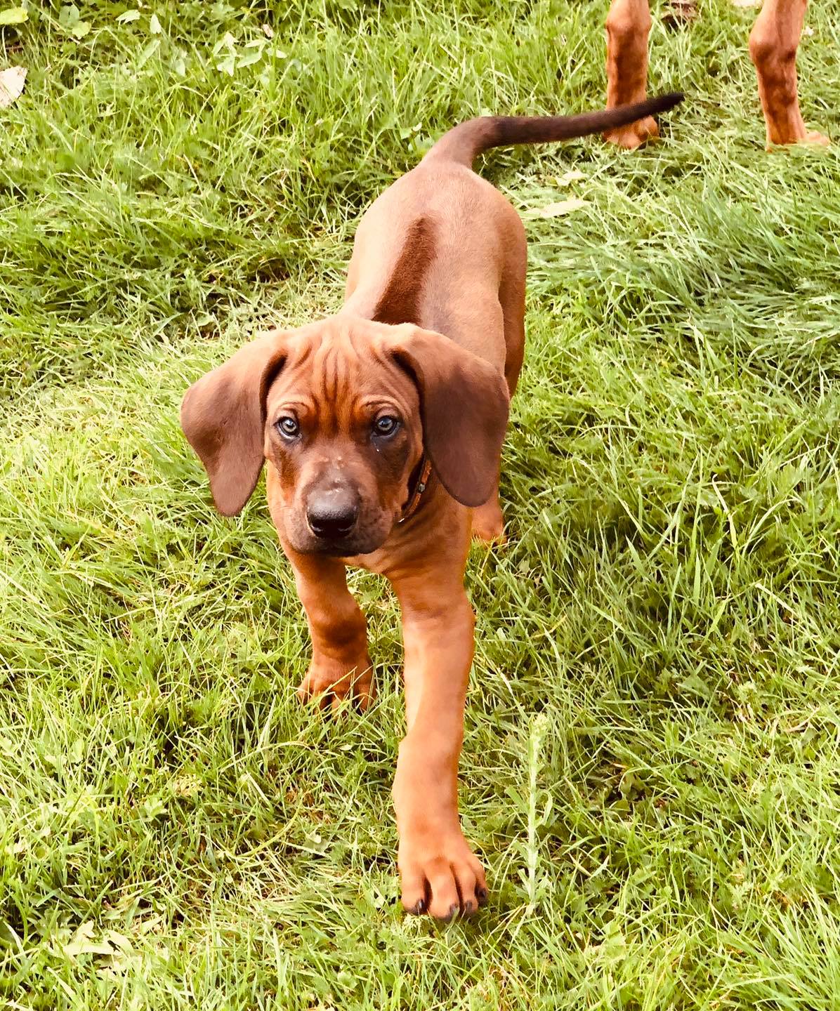 Introducing Zejak Luther The Lion 🦁... - zejakridgebacks.co
