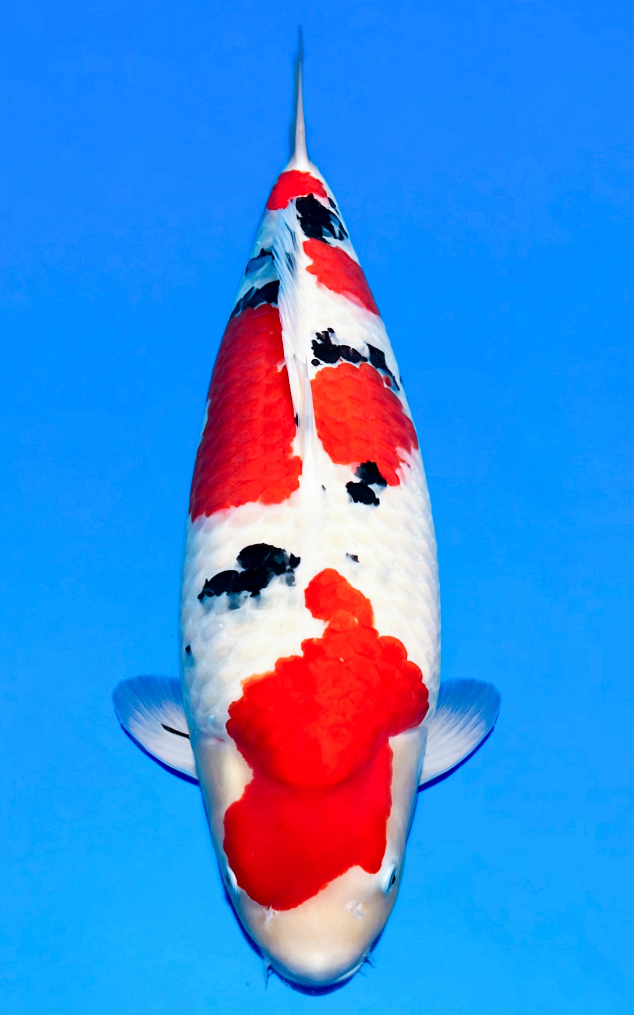 The 25TH China Koi Show Jumbo Champion Dealer:DaHeYuan KoiFarm 第