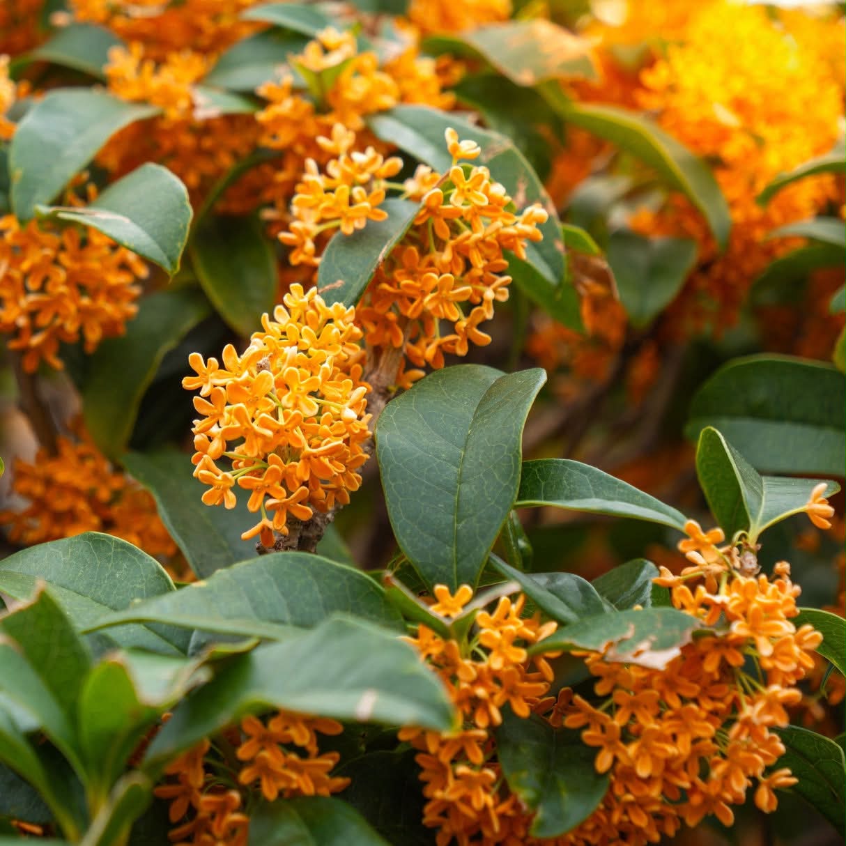 Growing osmanthus tree in zone 8?
