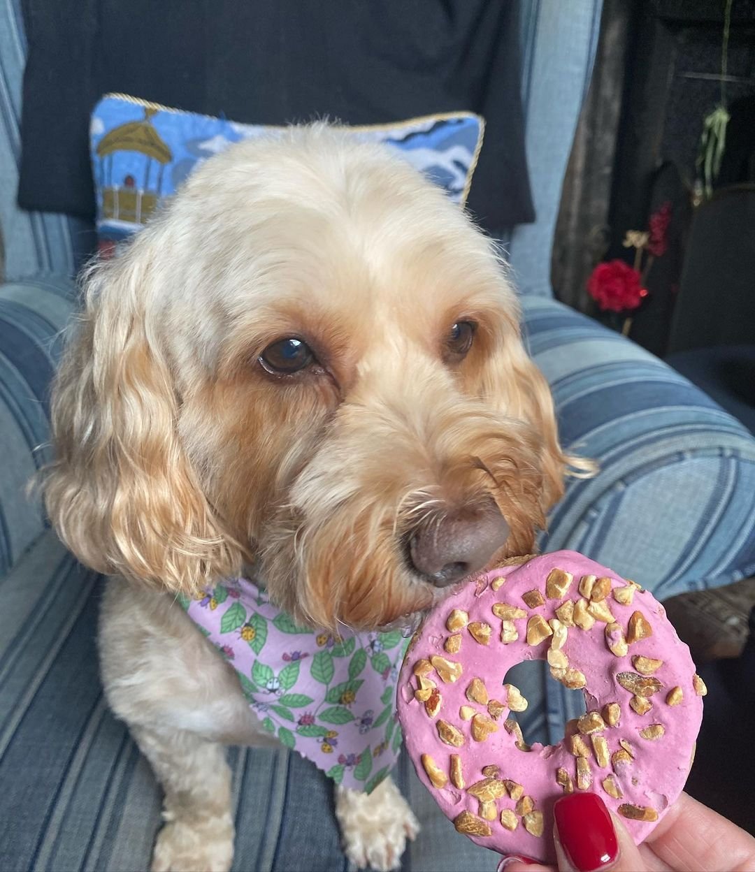 Cockapoo Owners | how adorable 💜😍 | Facebook