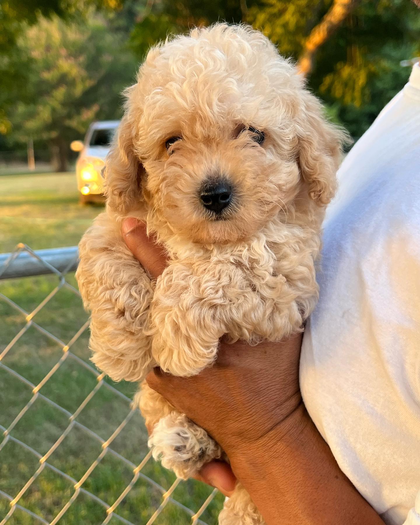 The Peekapoo Zone Puppies Team... - Peekapoo Zone Puppies