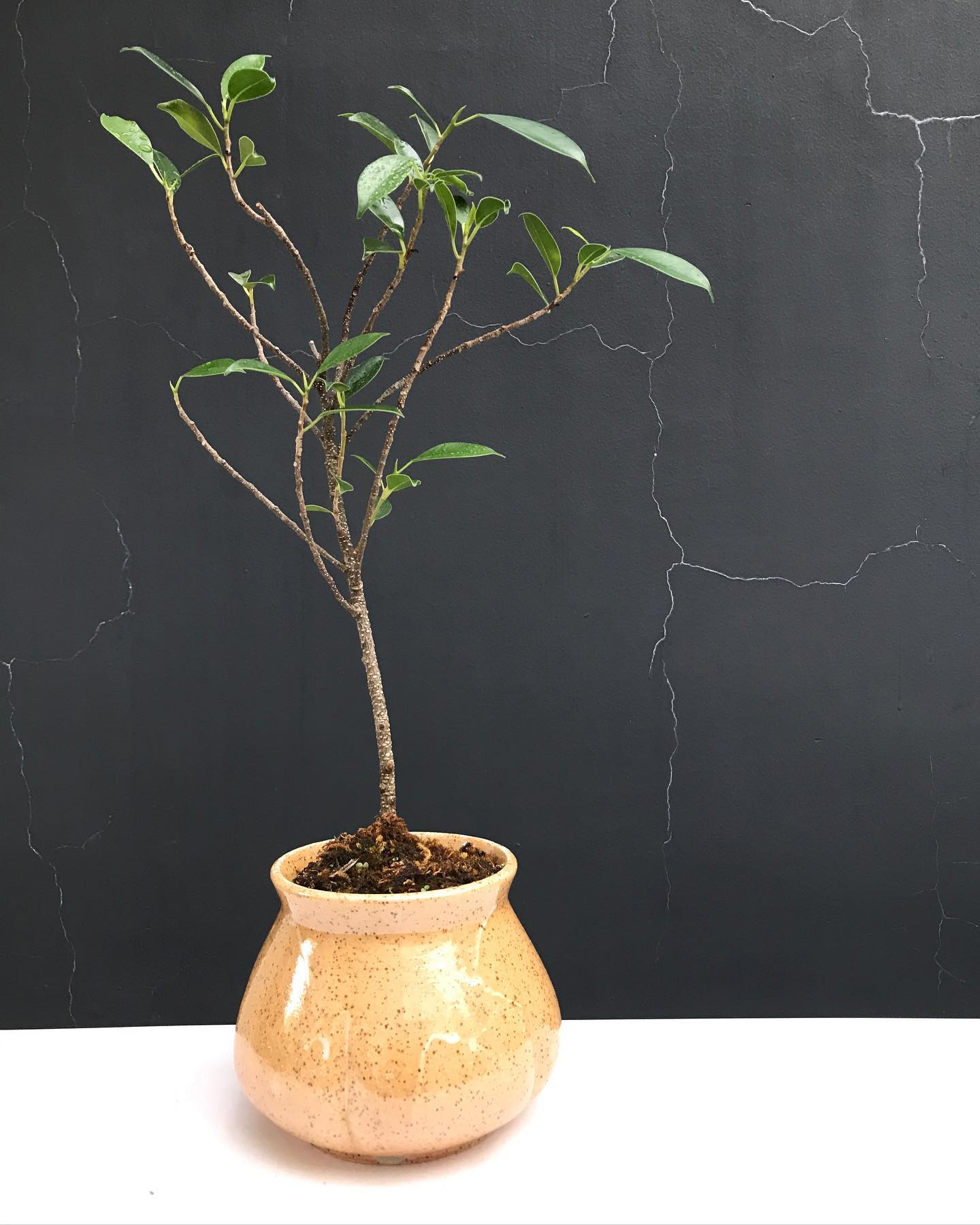 🌱 Mini Ficus Banyan at Php 650 1 pc... - Statement Plants | Facebook