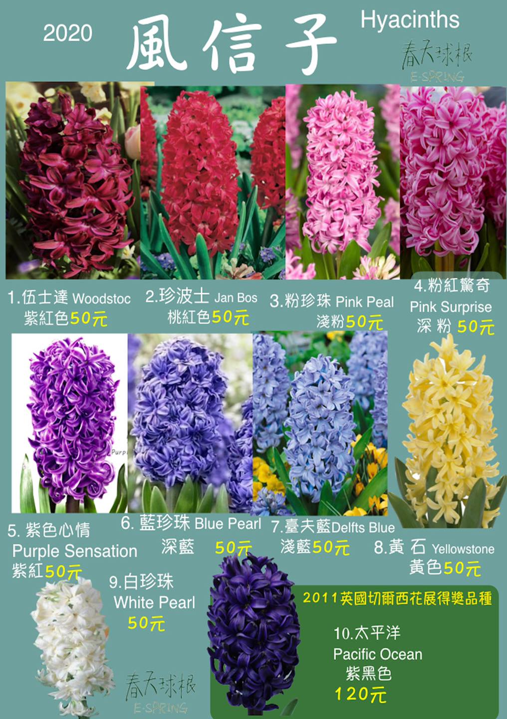 春天球根 球根季的重頭戲 風信子 葡萄風信子 番紅花 西洋水仙到貨了 Facebook