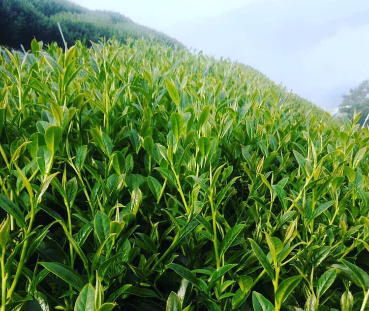 Yang Tea Chile - • Tea Plantation • The smell of spring🥰...