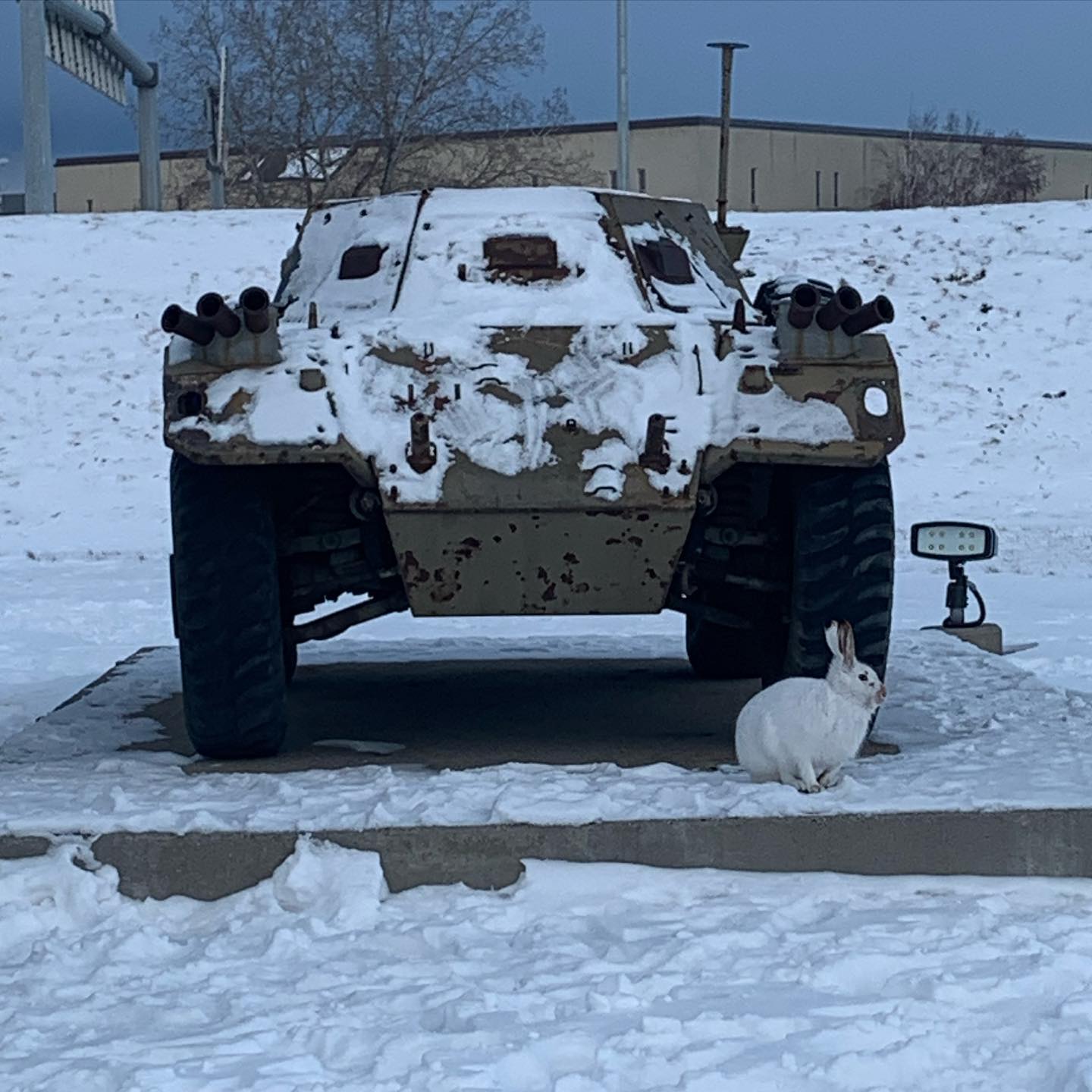Look! Our ferret caught a rabbit!... - The Military Museums
