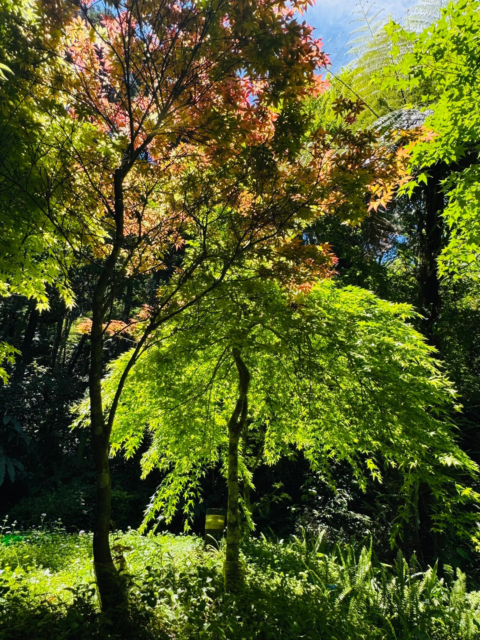 日本園藝種楓樹-Japanese maple | 光影下 流泉🍁 如瀑布傾瀉波光粼粼 婀娜多姿楓姿綽約 柔美動人啊 | Facebook