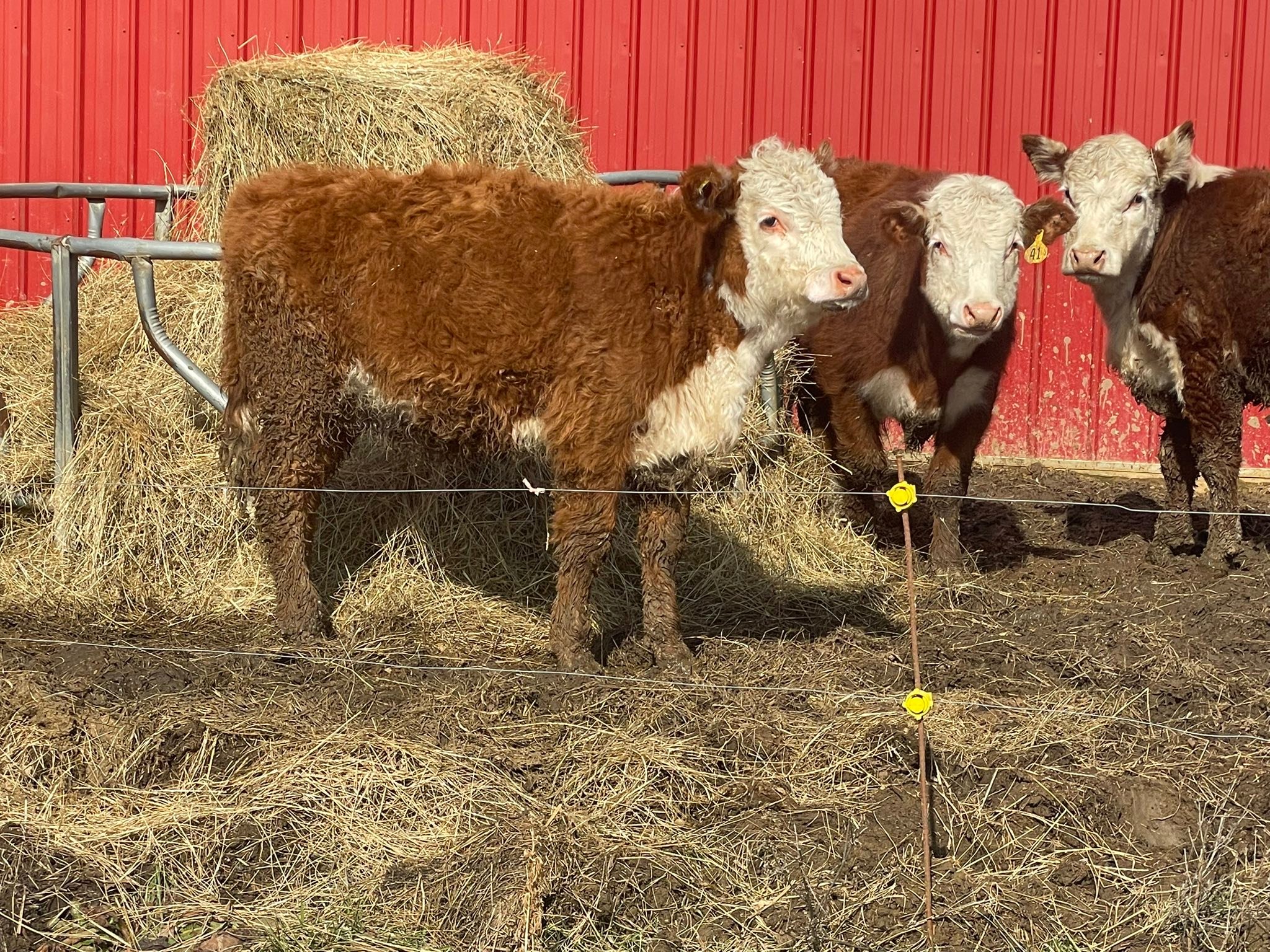 Ohio Feeder Calves | Two registered polled Hereford heifers for sale