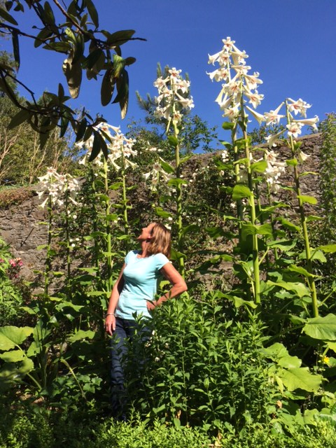 20 Semi Di Giglio Gigante Himalayano (Cardiocrinum Giganteum) Per Giardino Esotico - Foto 2
